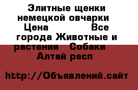 Элитные щенки немецкой овчарки › Цена ­ 30 000 - Все города Животные и растения » Собаки   . Алтай респ.